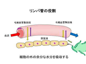 Role of lymph vessels