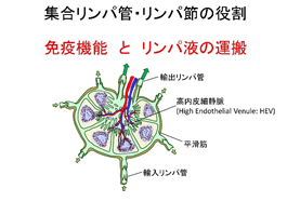 Roles of collecting lymph vessels and lymph nodes